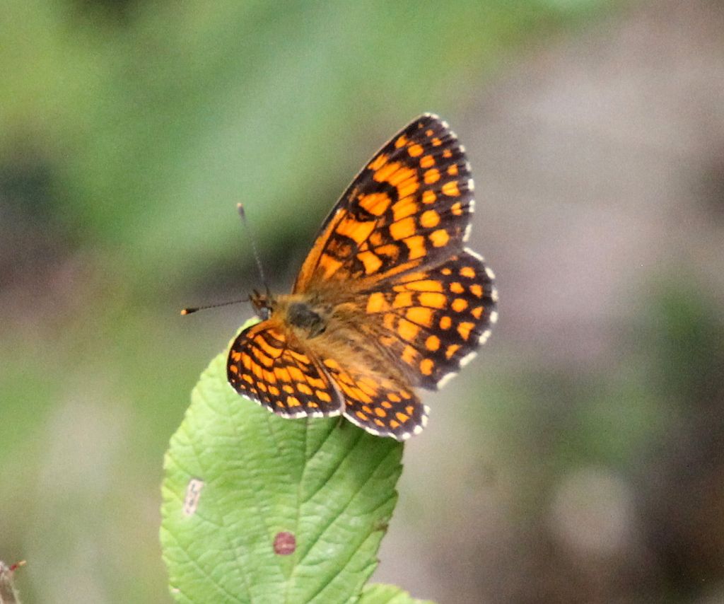 Melitaea celadussa?  S